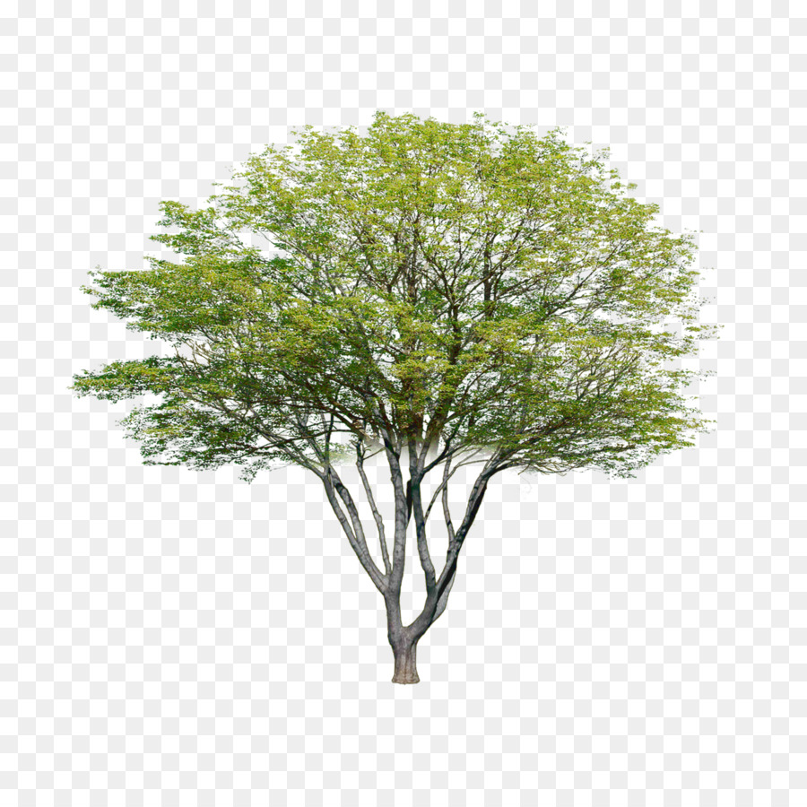 Árbol，Sucursales PNG