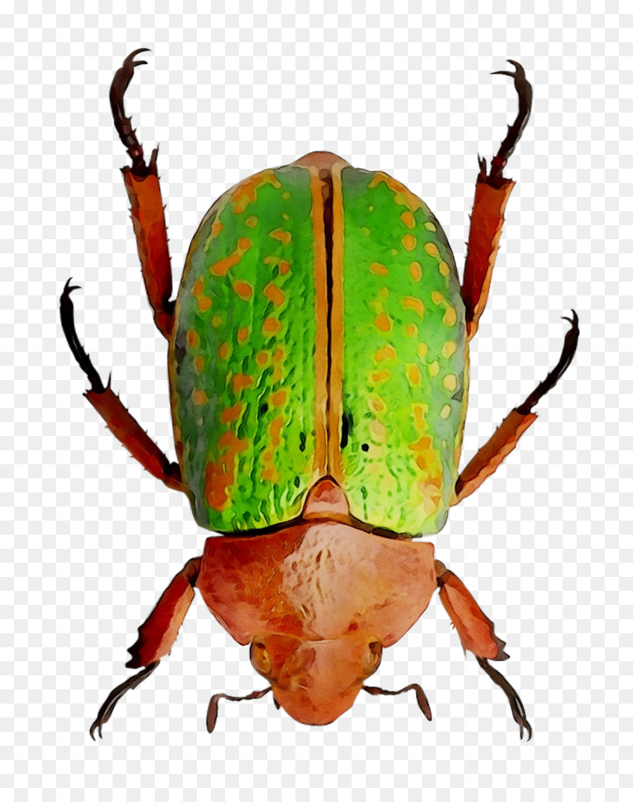 Picudo，Escarabajo Del Estiércol PNG