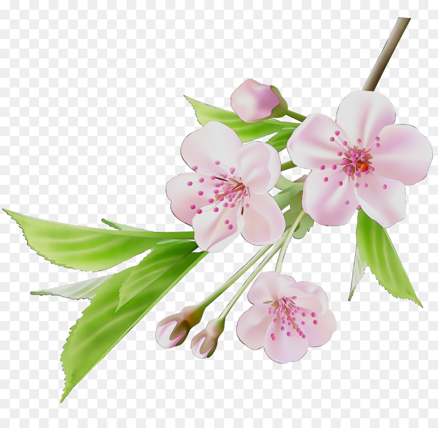 Flor，De Los Cerezos En Flor PNG