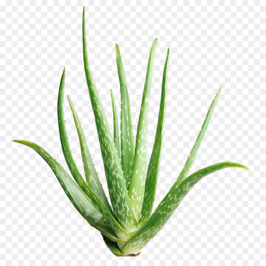 Aloe Vera，Aloína PNG