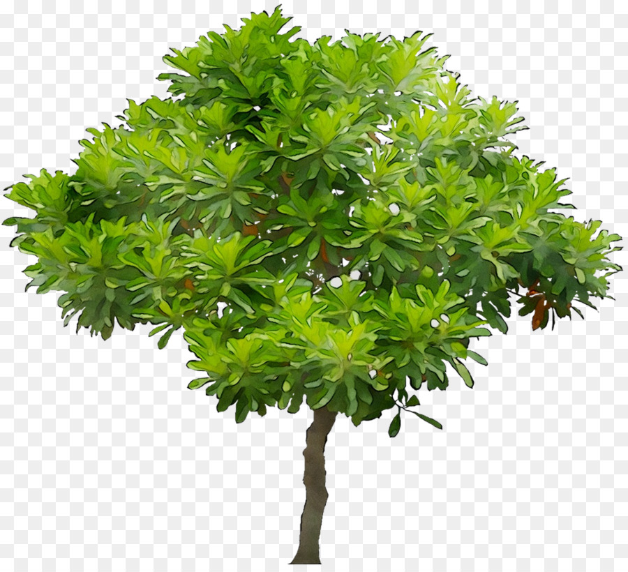 Árbol，Naturaleza PNG