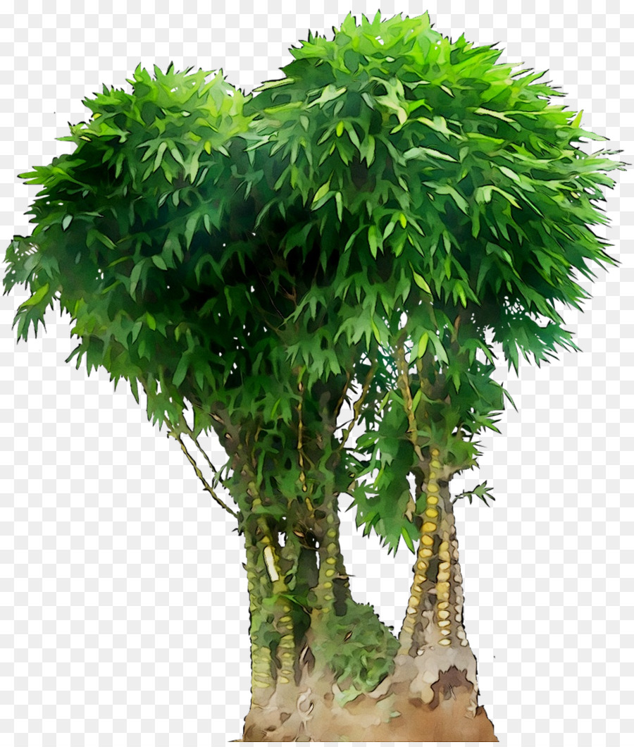 Árbol，Naturaleza PNG