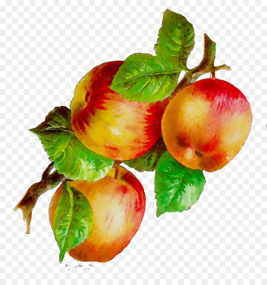 Manzanas，Hojas PNG