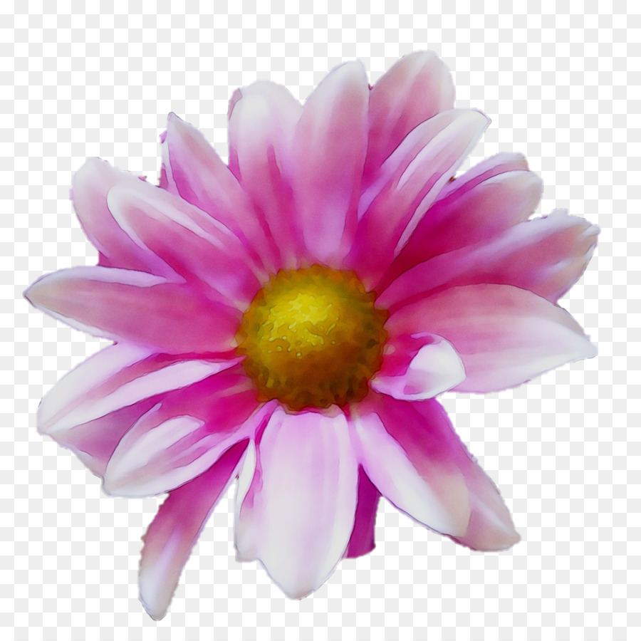 Flor，Rojo PNG