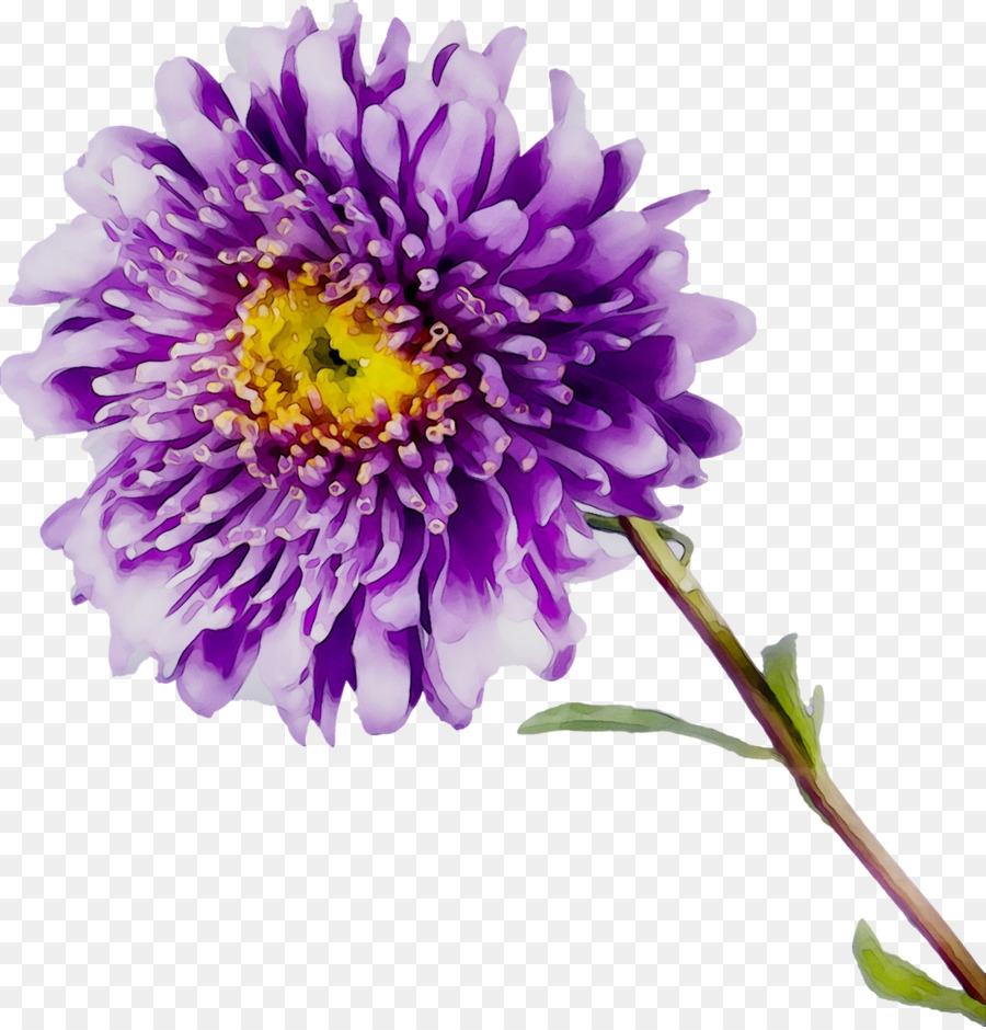 Flor Rosa，Florecer PNG