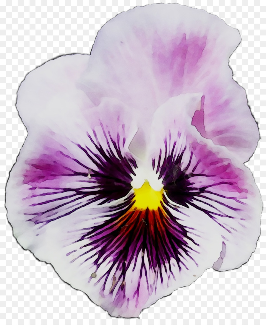 Pansy，Flor PNG