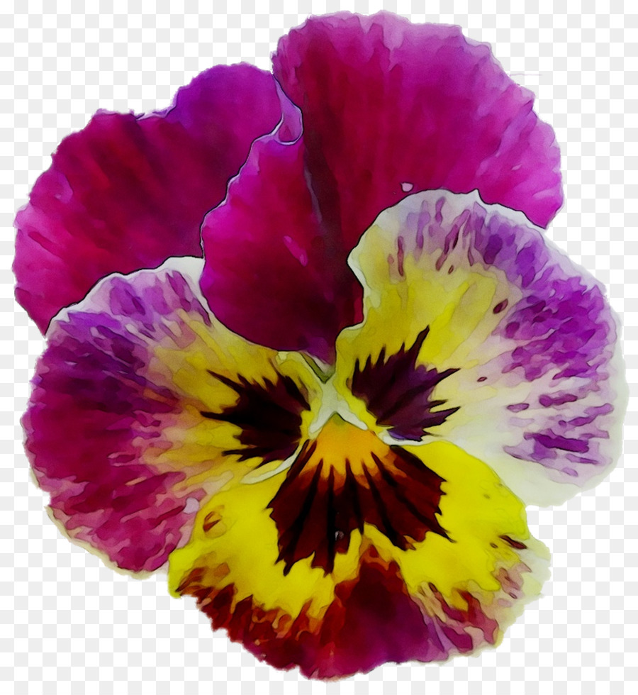 Pansy，Planta Anual PNG