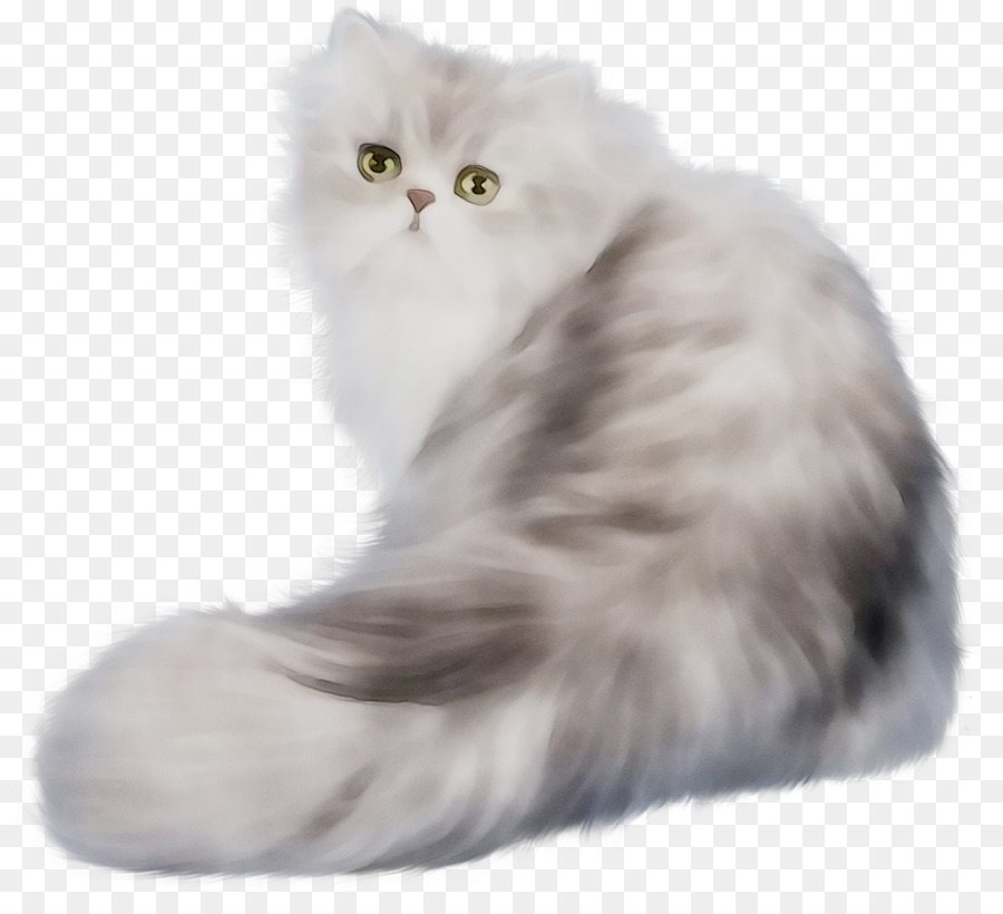 Gato Persa，Gatito PNG