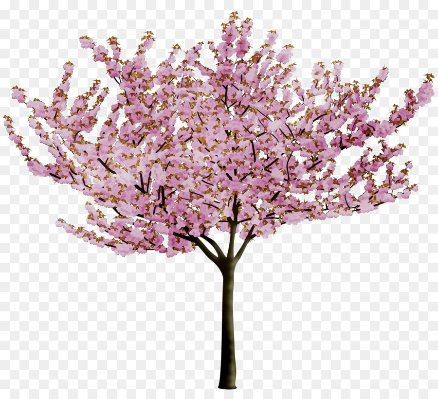 De Los Cerezos En Flor，Flor PNG