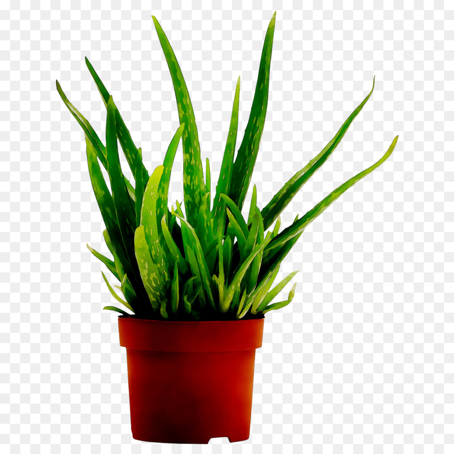Aloe Vera，Planta De Interior PNG