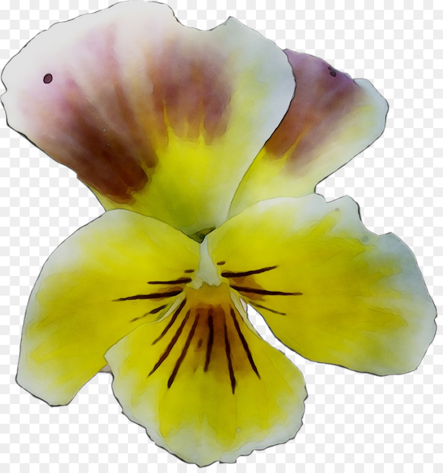 Pansy，Amarillo PNG