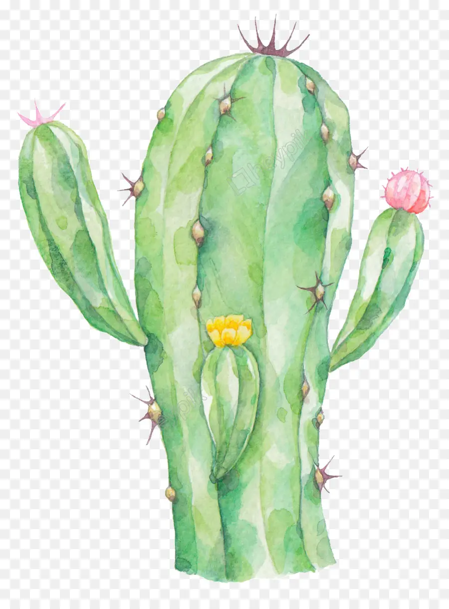 Cactus，Pintura PNG