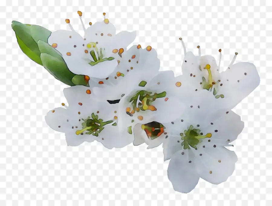 Flores Blancas，Florecer PNG