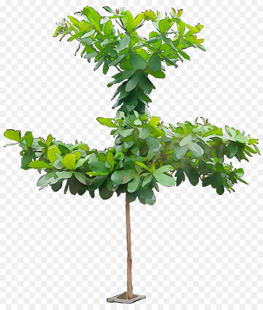 Indianalmond，Árbol PNG