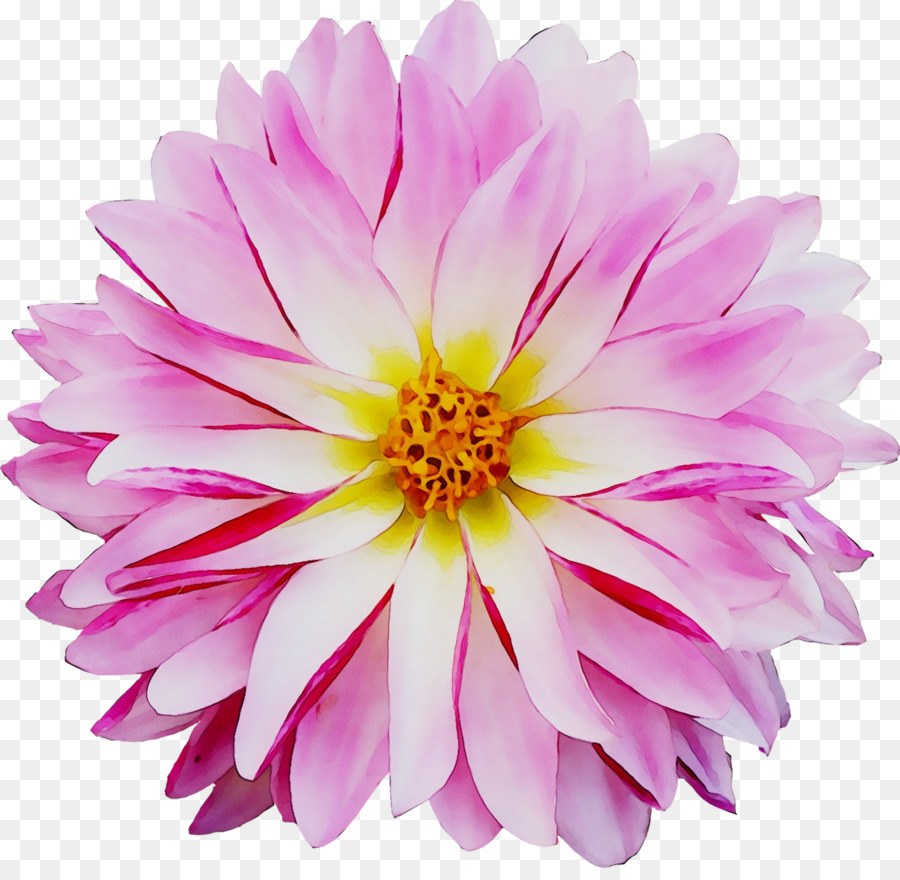 Dalia，Crisantemo PNG