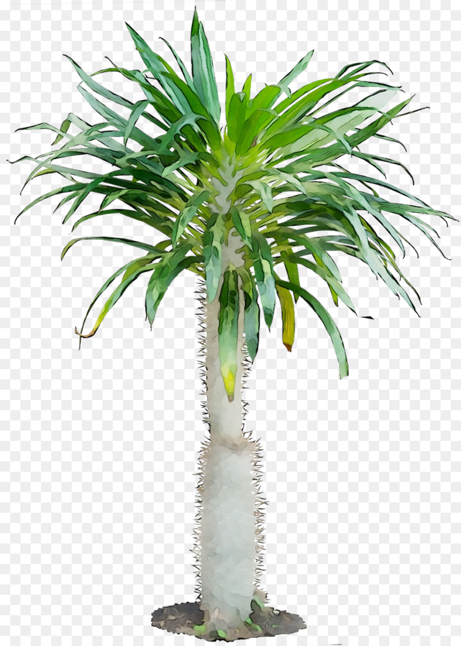 Maceta，Planta De Interior PNG