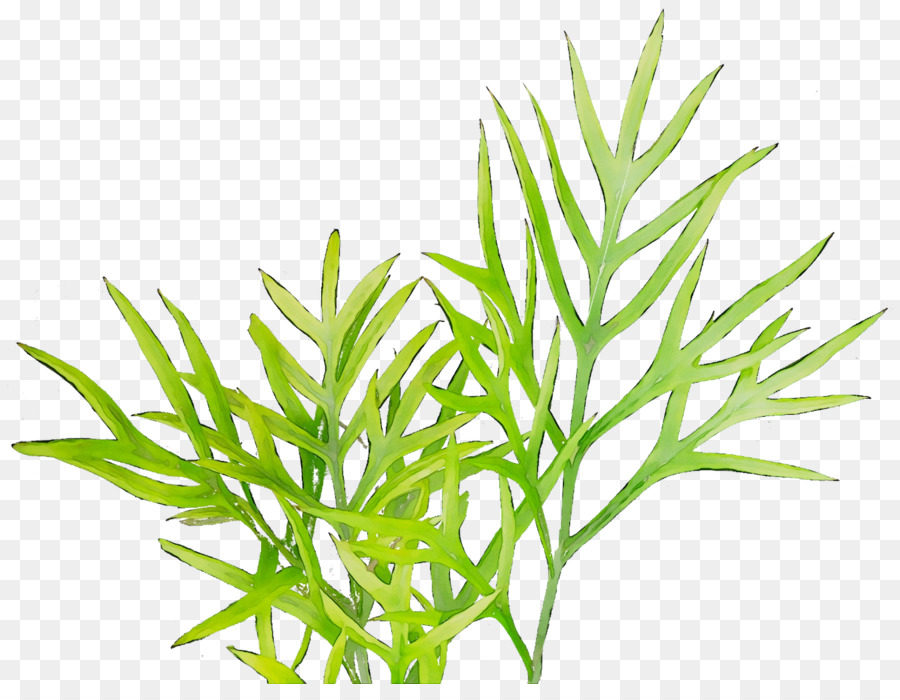 Hojas Verdes，Naturaleza PNG