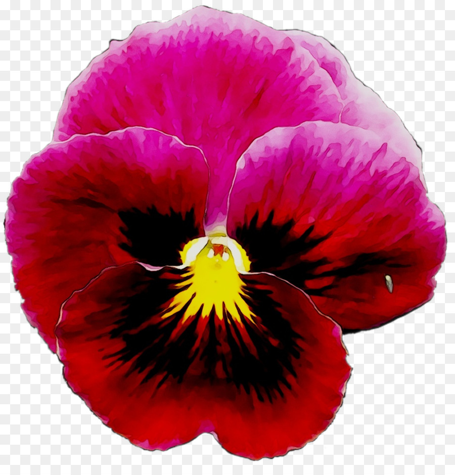 Pansy，Planta Anual PNG