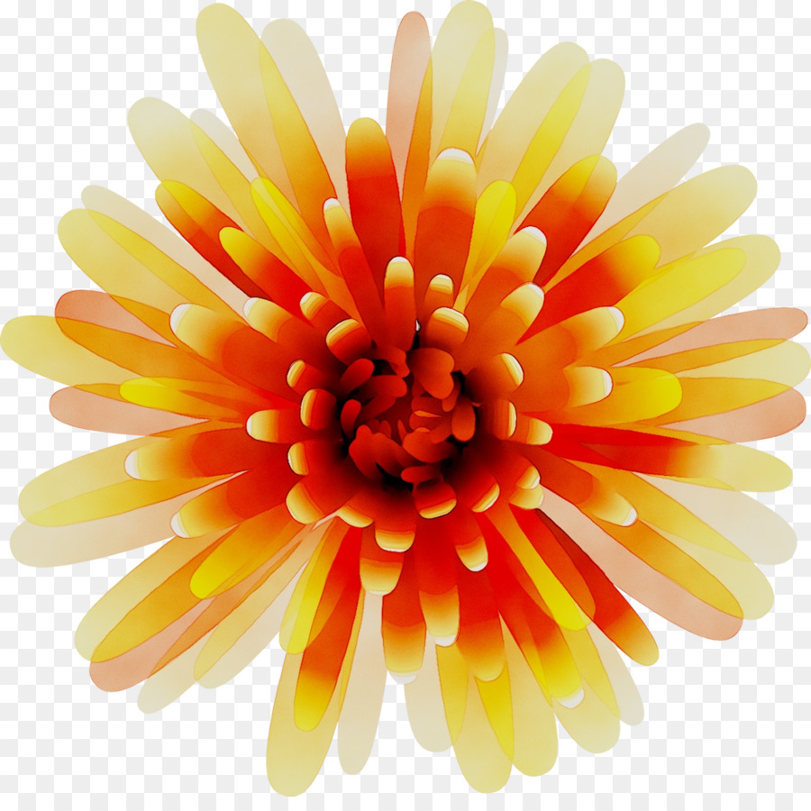 Transvaal Daisy，Flor PNG