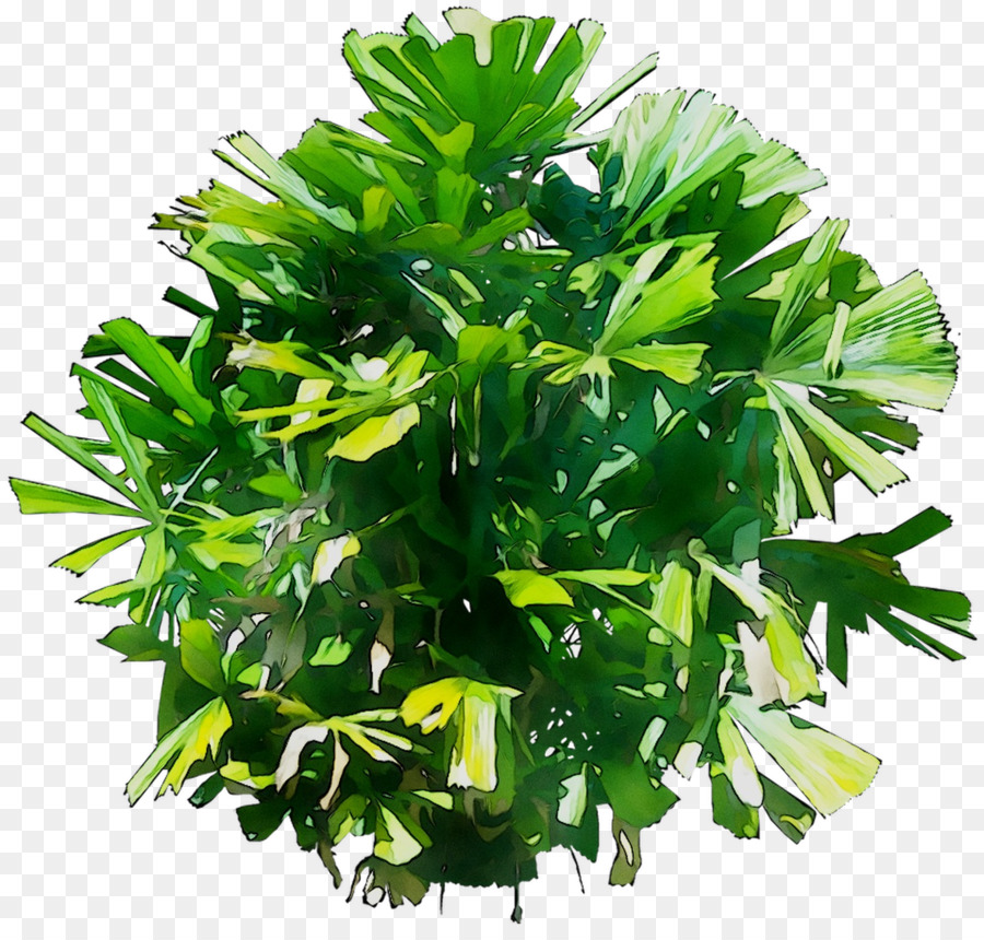 Hierba，Árbol PNG