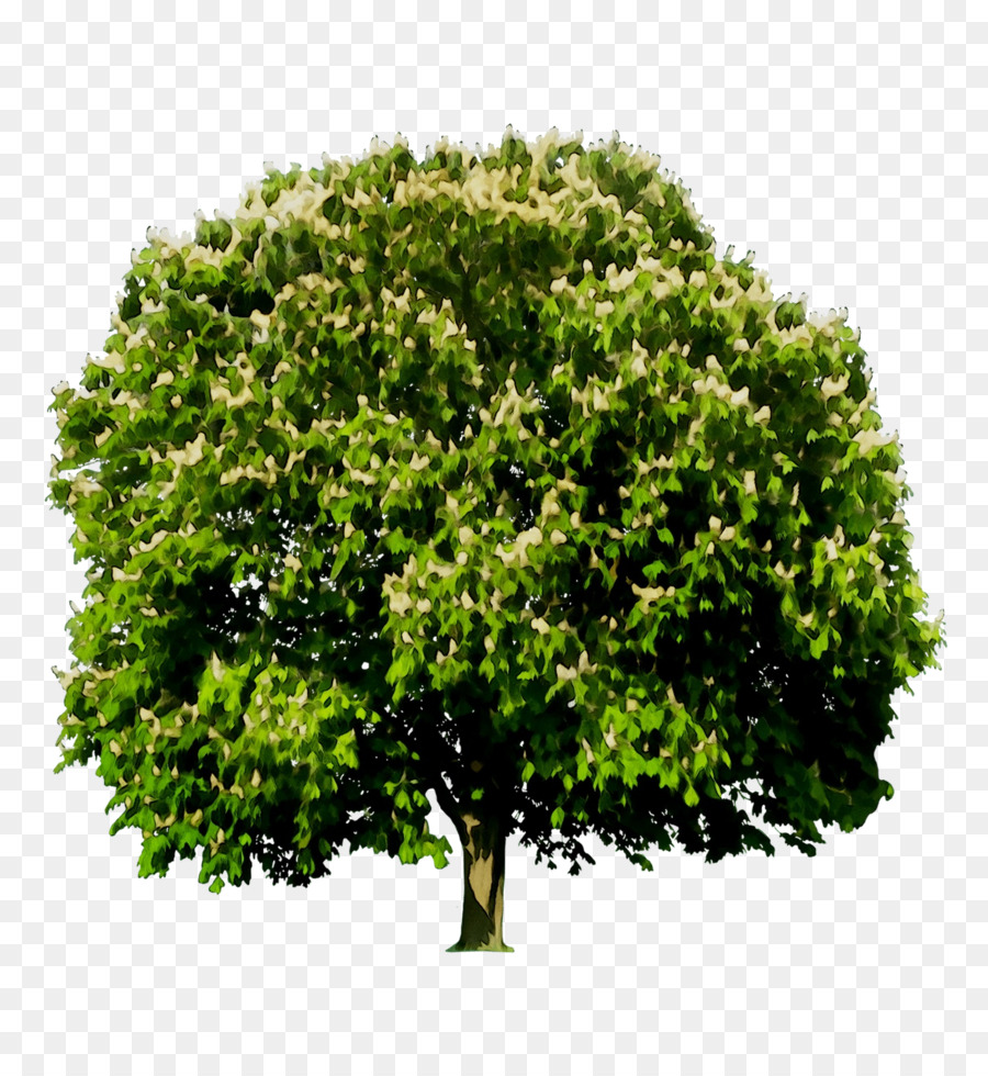 árbol Verde，Naturaleza PNG