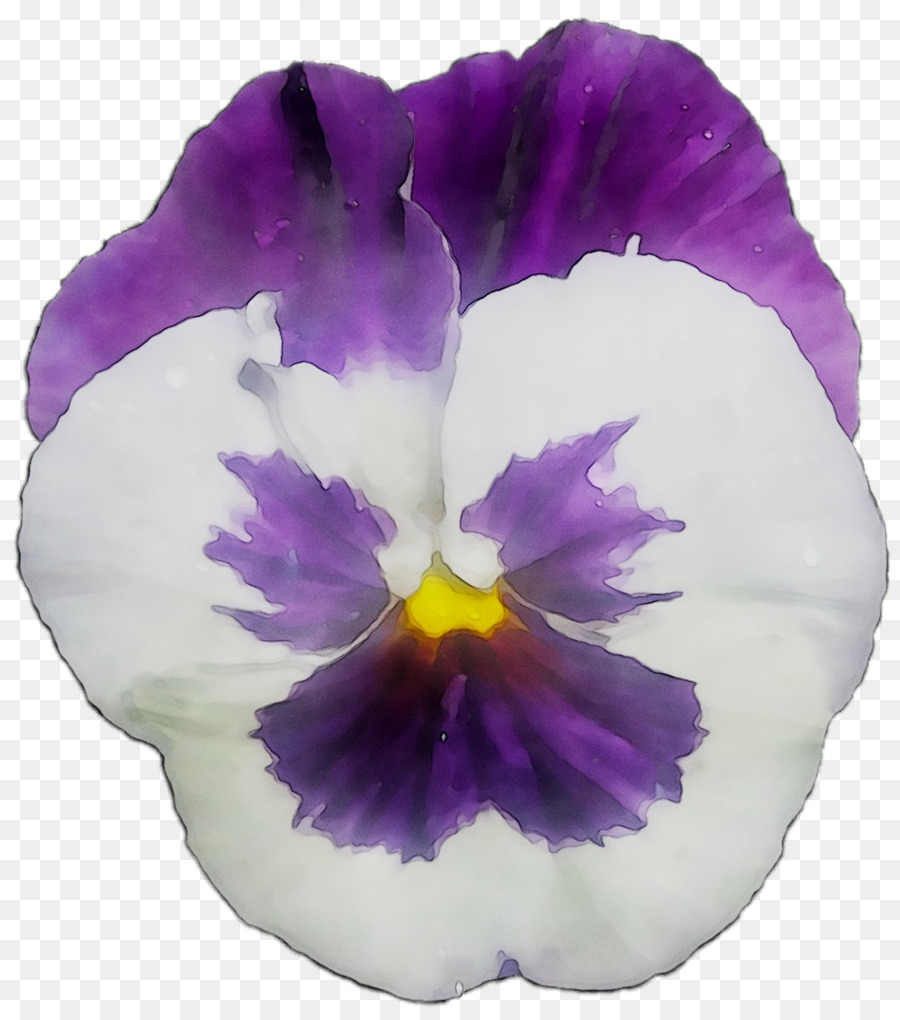 Pansy，Violeta PNG