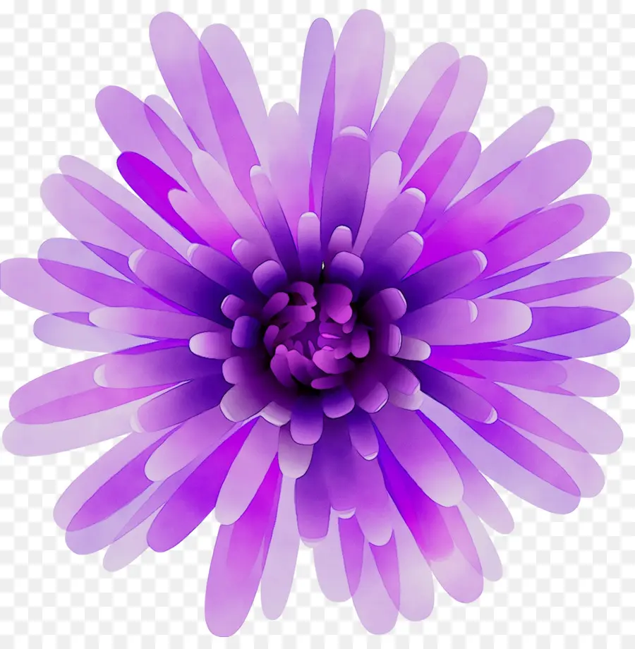 Crisantemo，Violeta PNG