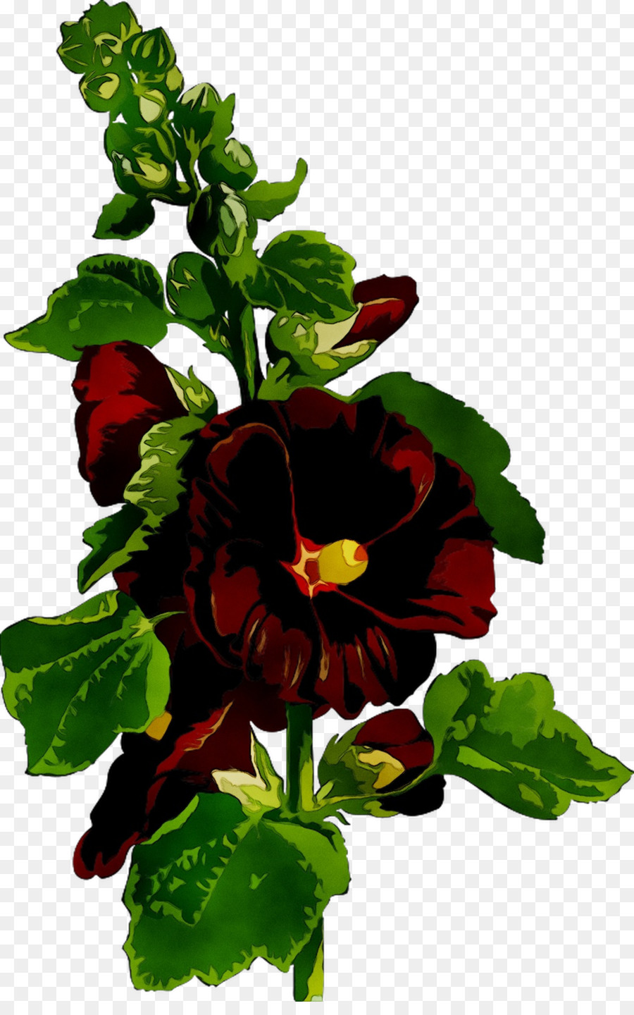 Pansy，Planta Anual PNG