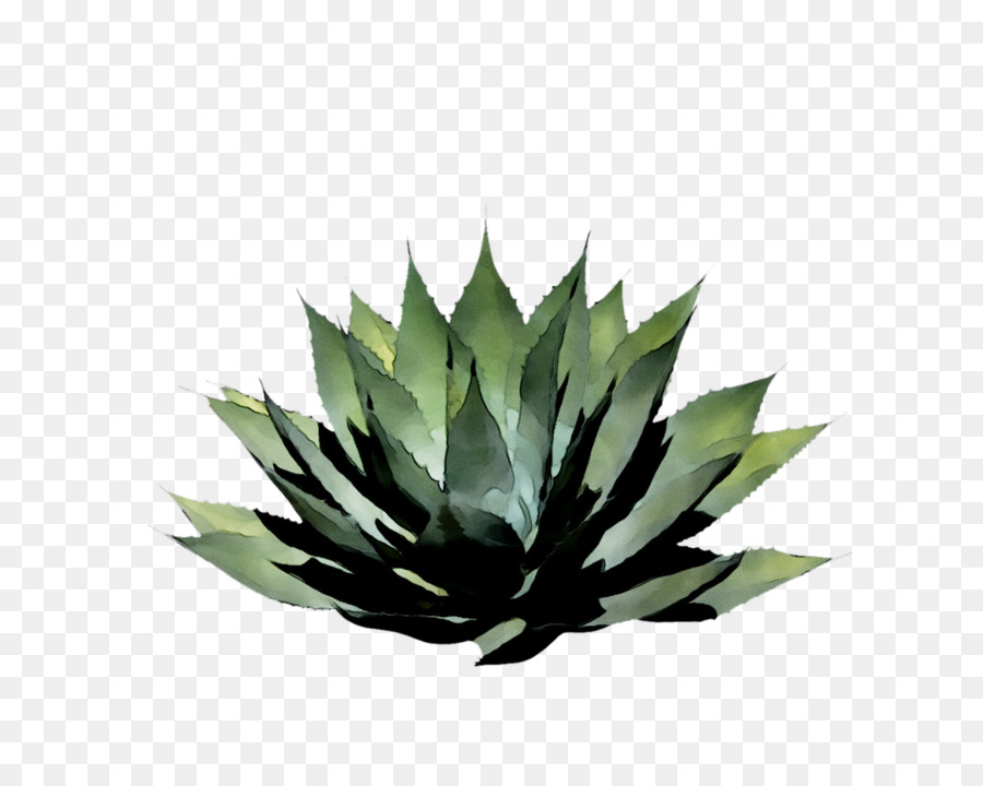 Suculento，Verde PNG