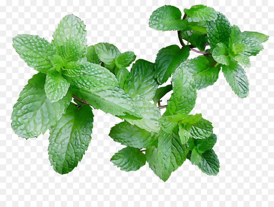 Menta，Sabor PNG