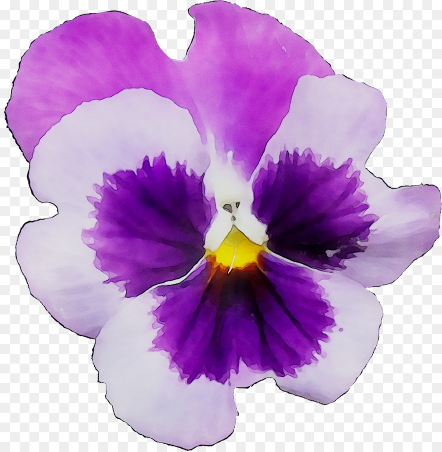 Pansy，Las Orquídeas Cattleya PNG