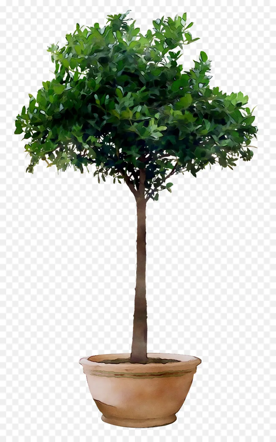 Maceta，Planta De Interior PNG