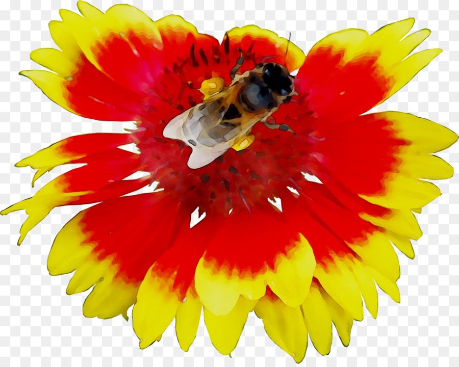 La Miel De Abeja，Abeja PNG