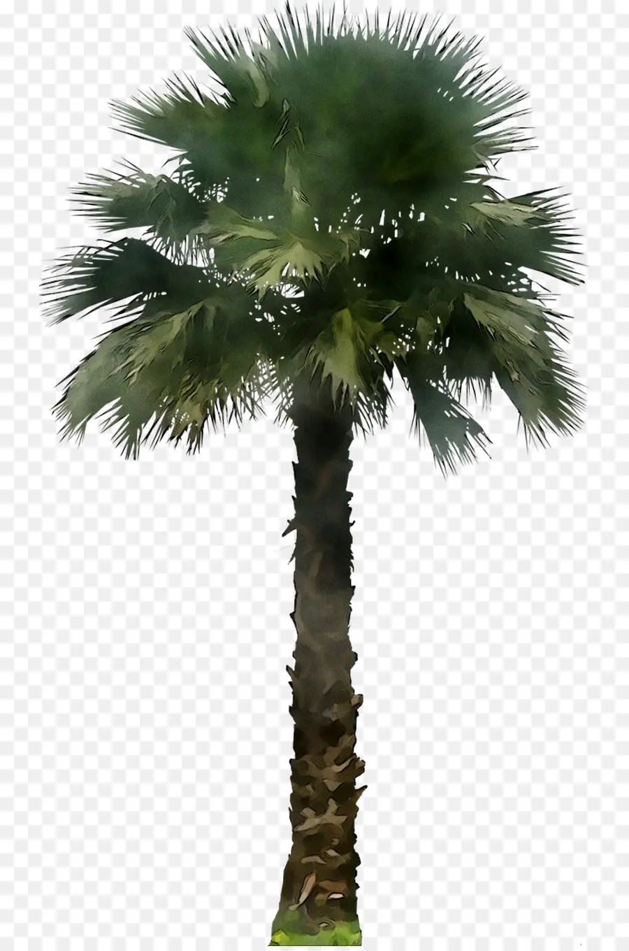 Los árboles De Palma，Árbol PNG