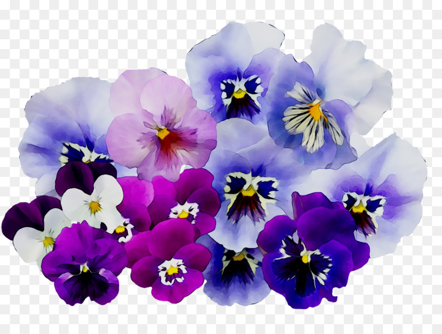 Pansy，Flor PNG