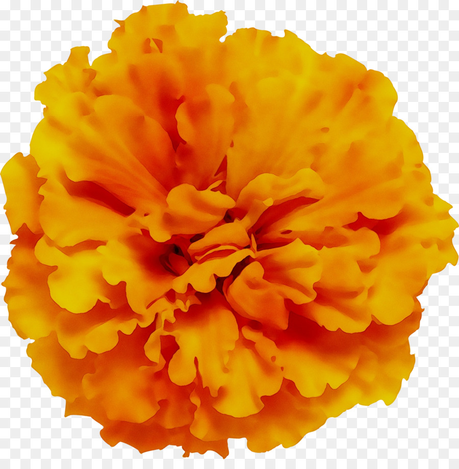 Clavel Naranja，Florecer PNG