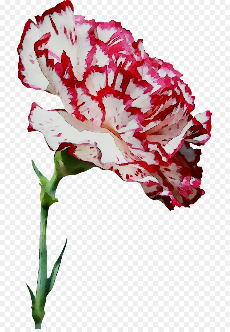 Flor，Puede PNG