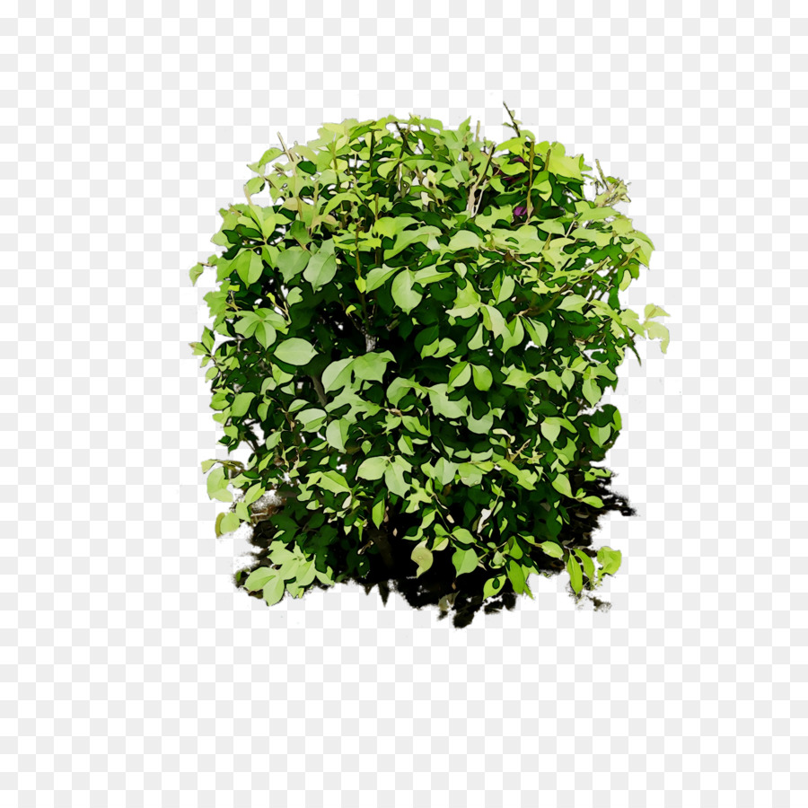 Planta Verde，Hojas PNG