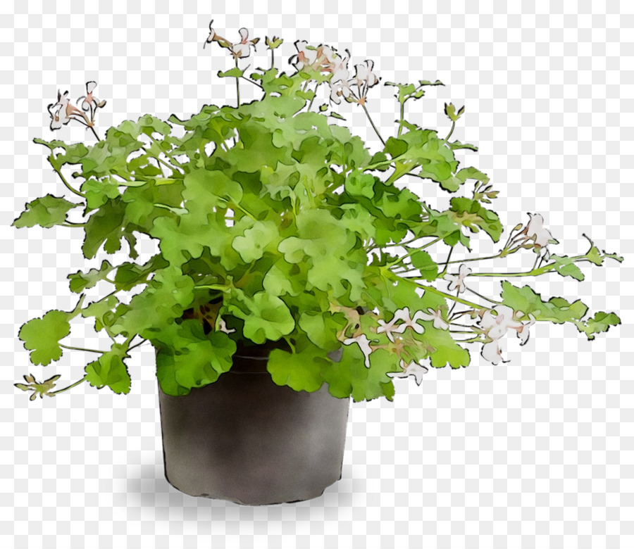 Las Plantas，Plantas Vasculares PNG