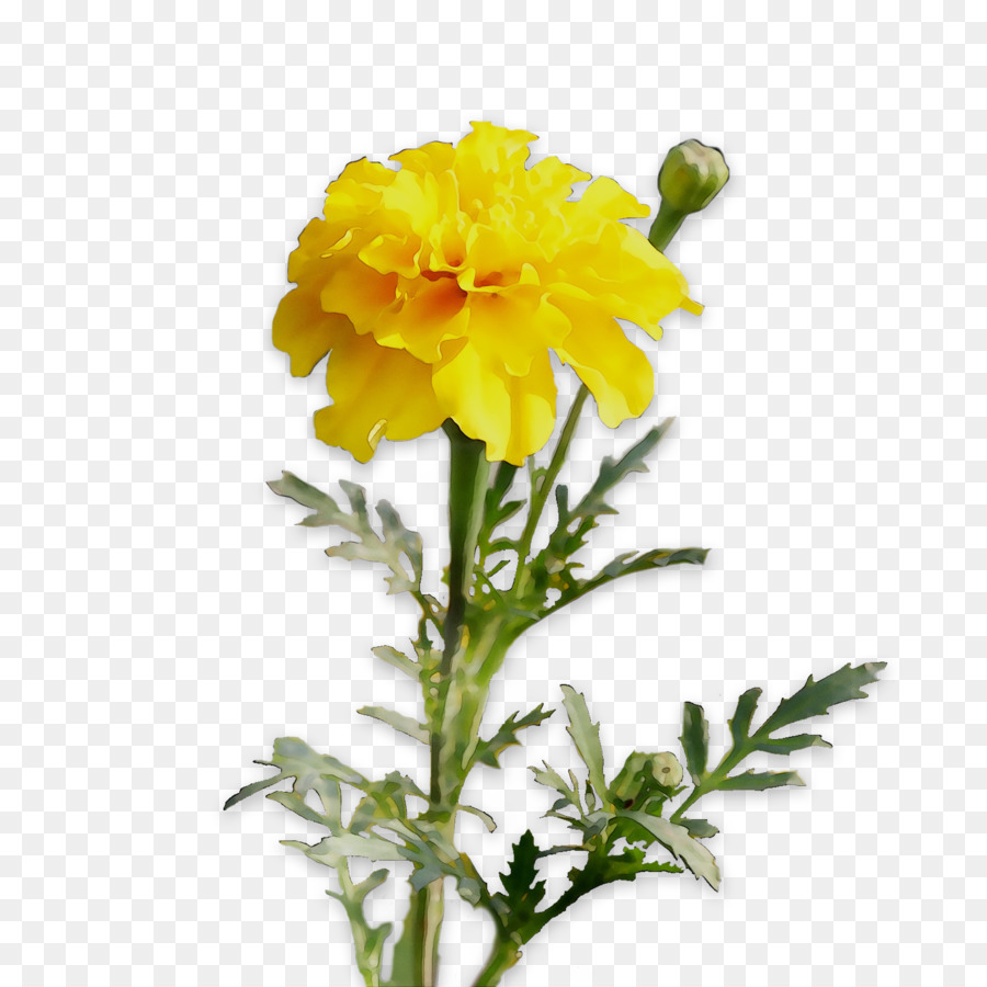 Flores Amarillas，Dalia PNG