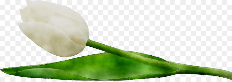 Tulipán Blanco，Hoja Verde PNG