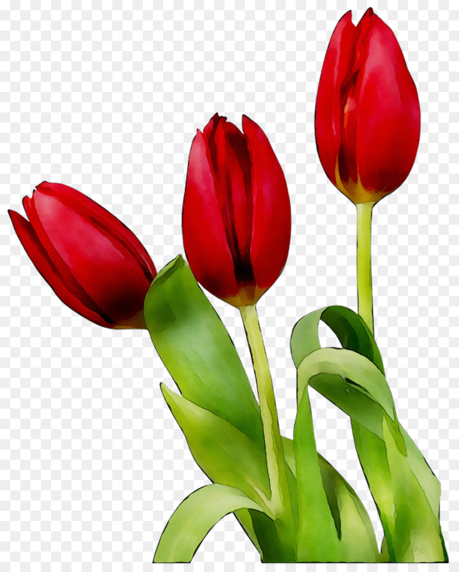 Tulipán，Planta PNG