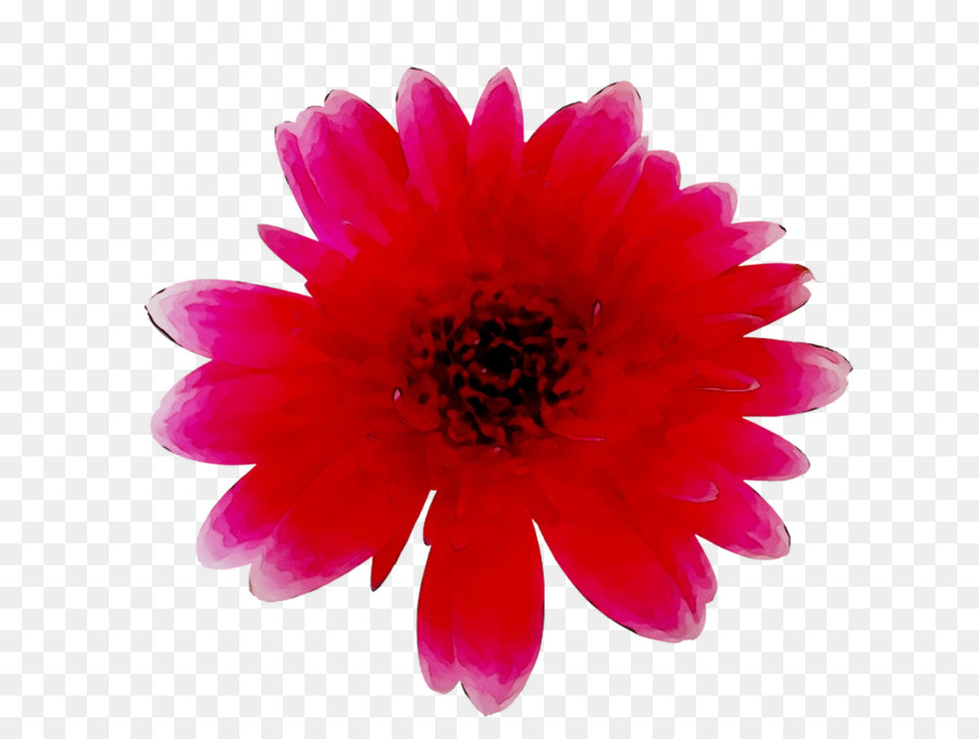 Flor Rosa，Florecer PNG