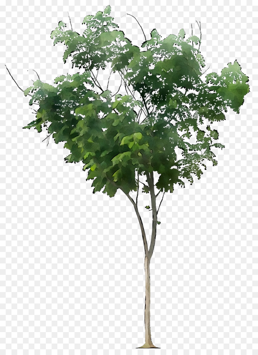 árbol Verde，Planta PNG