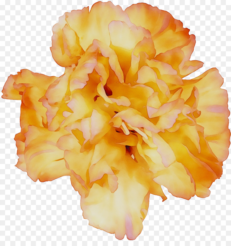 Amarillo，Las Flores Cortadas PNG