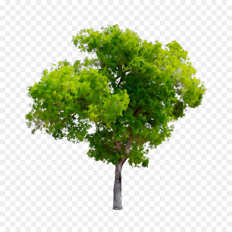 árbol Verde，Planta PNG