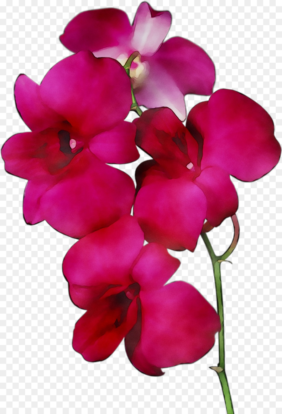 Flores Rosadas，Provenir PNG