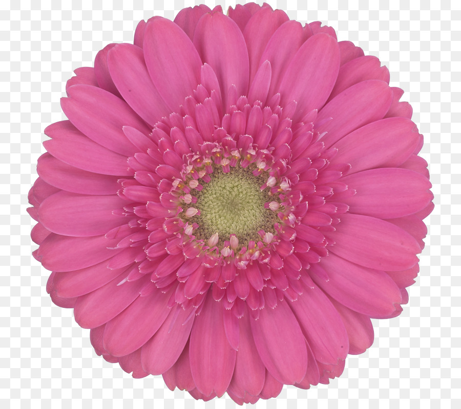 Transvaal Daisy，Crisantemo PNG