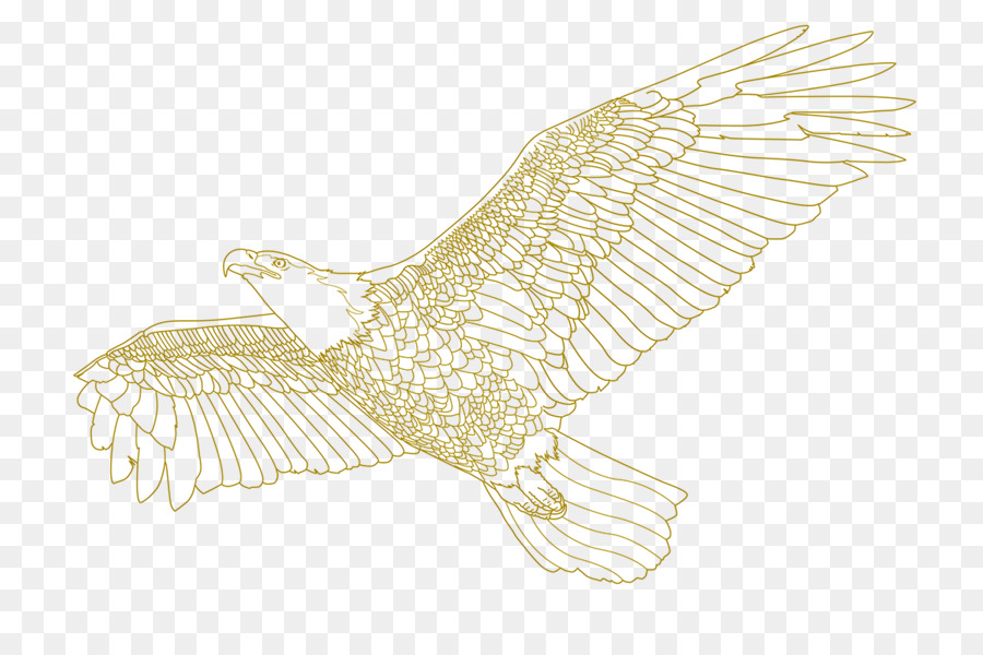 águila Calva，Lechuza PNG