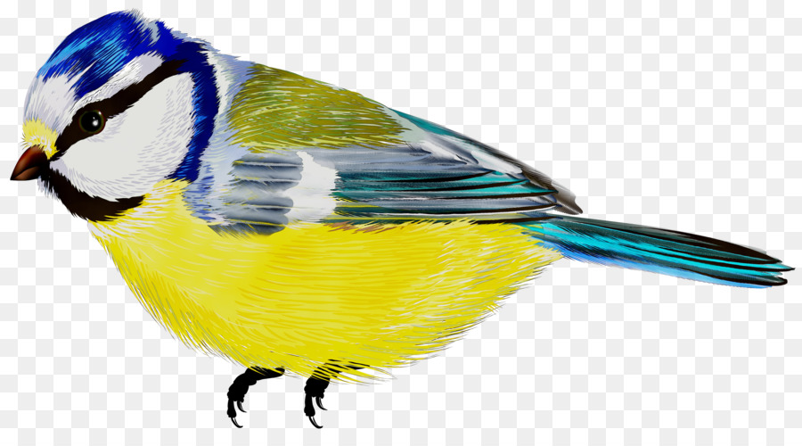 Aves，Pico PNG